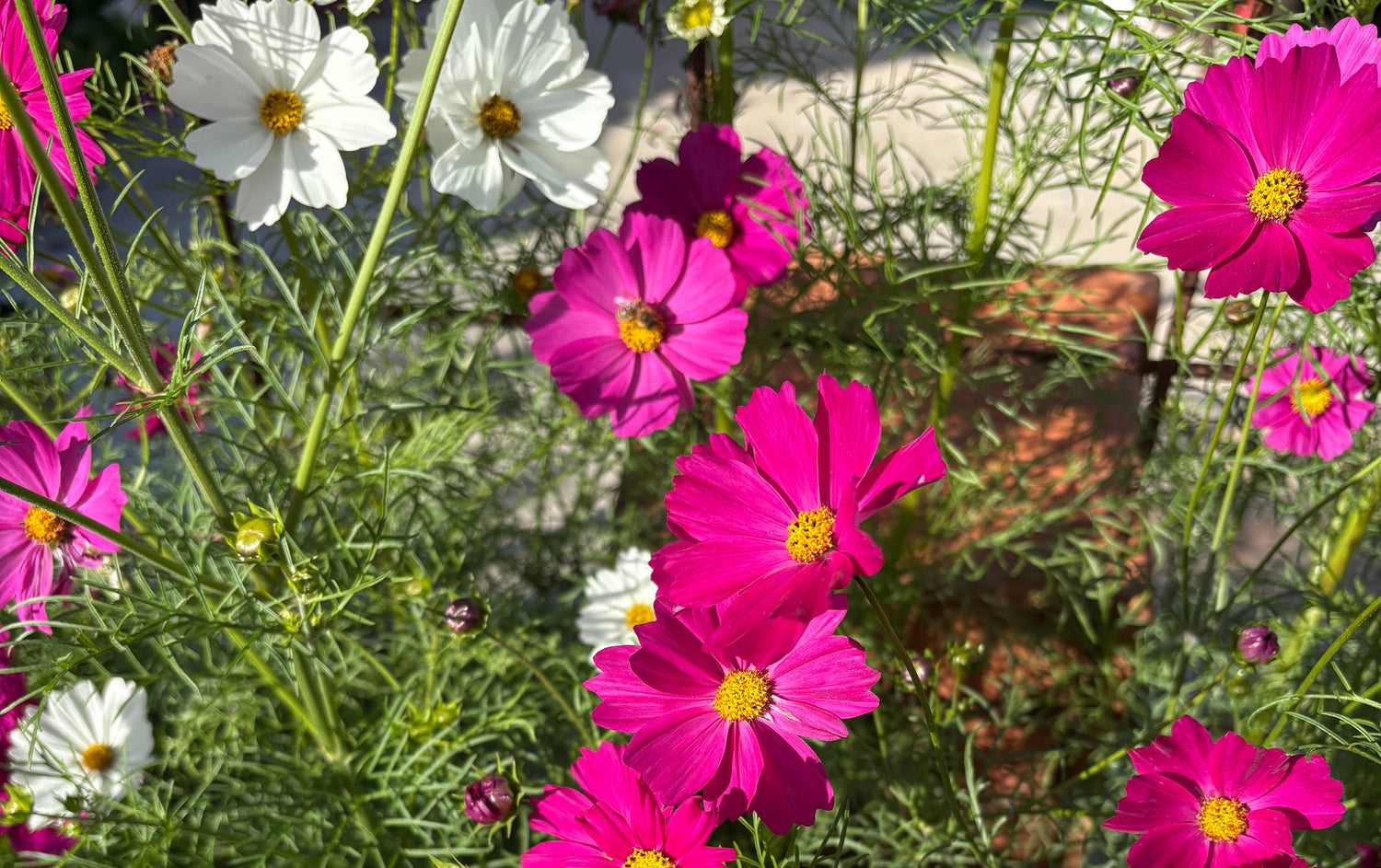 Close-up of pink and white cosmos flowers in a garden setting